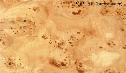 Poplar Burr/Cluster Wood Veneer